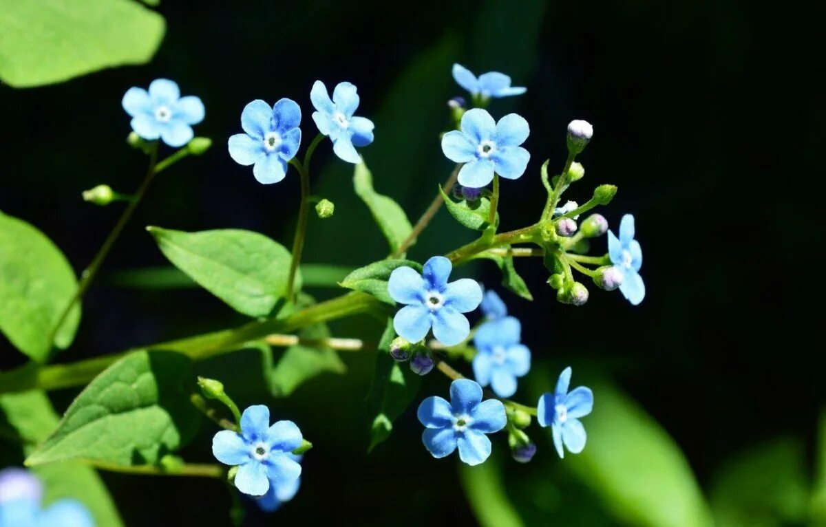 Мелкие цветы голубого цвета. Незабудка Альпийская Виктори Роуз. Мелкие синие цветы. Маленькие цветы.