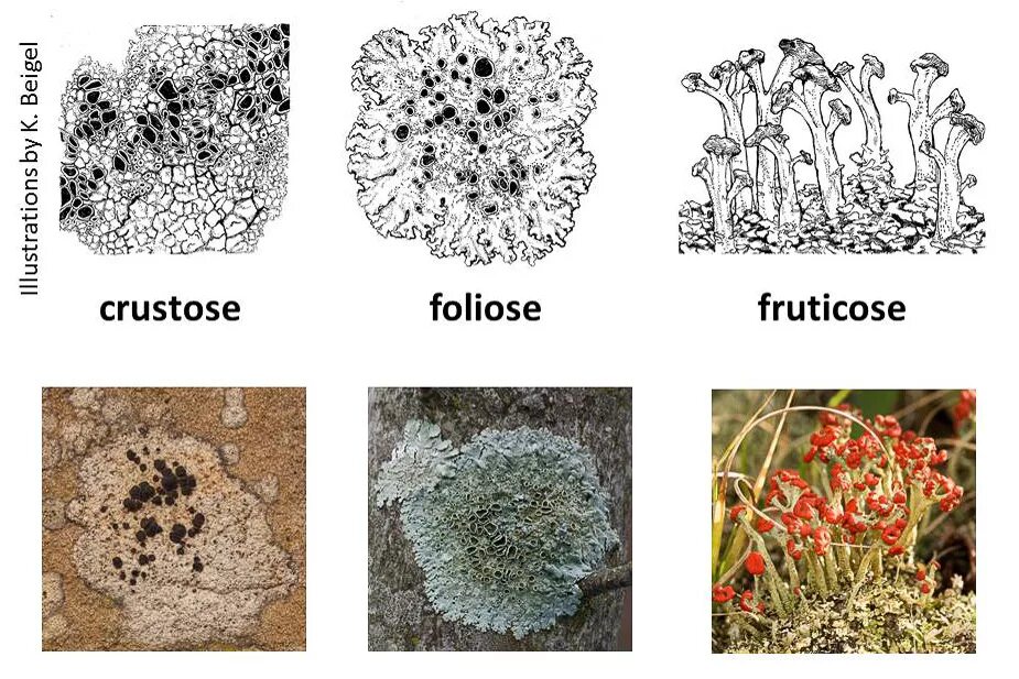 Lichen reproduction клейстотеции. Рост лишайника. Lichen Simplex Chronicus как выглядит. Ишай блестящий (Lichen nitidus.