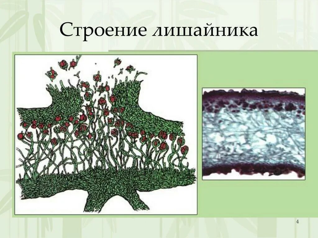 Внутреннее строение лишайника. Кладония лишайник строение. Лишайник ягель строение. Лишайники симбиоз схема. Лишайники одноклеточные водоросли и