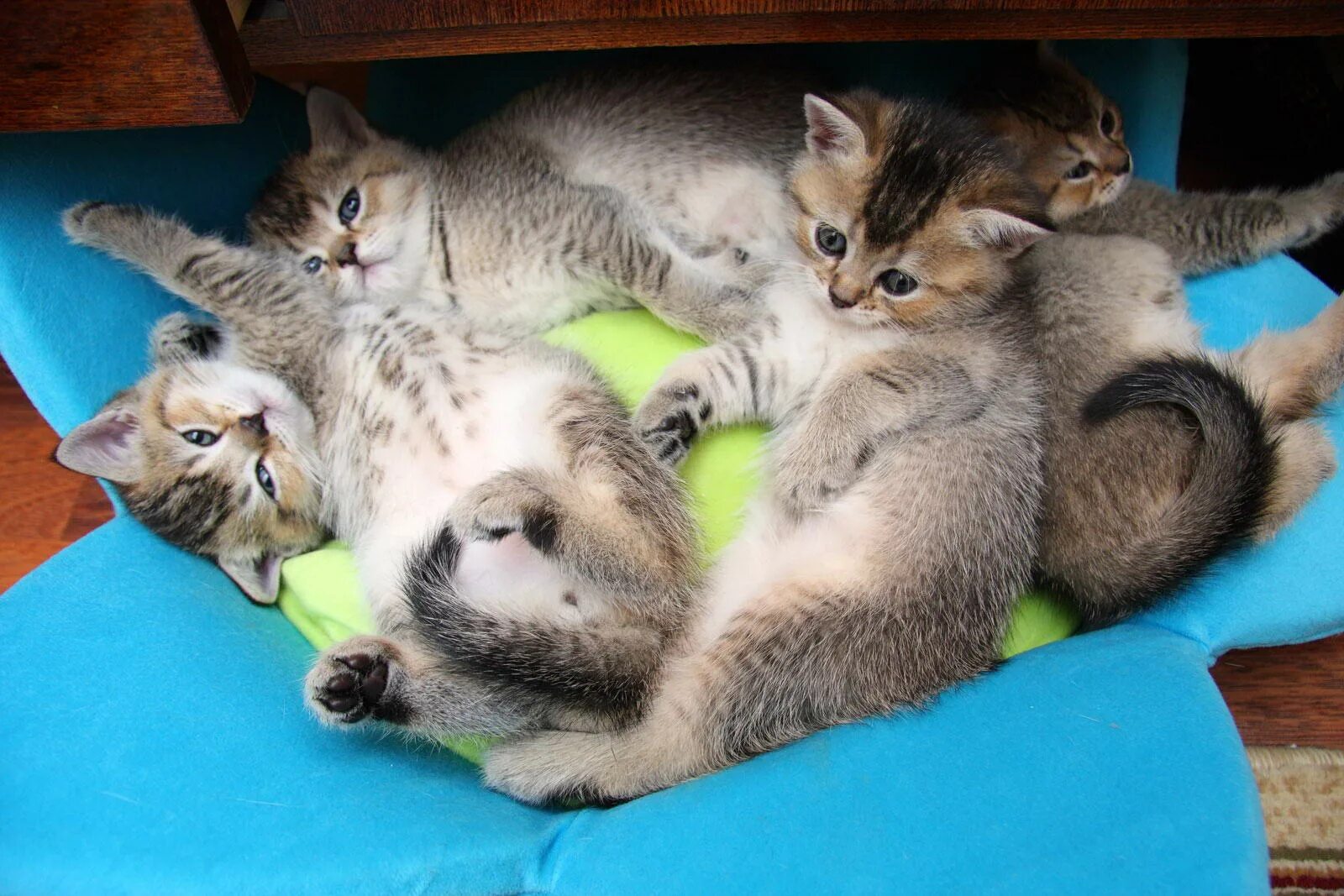 Сколько обычно котят у кошки. Кошка с котятами. Кошка вскармливает котят. Фото кошек и котят. Кошка с новорожденными котятами.