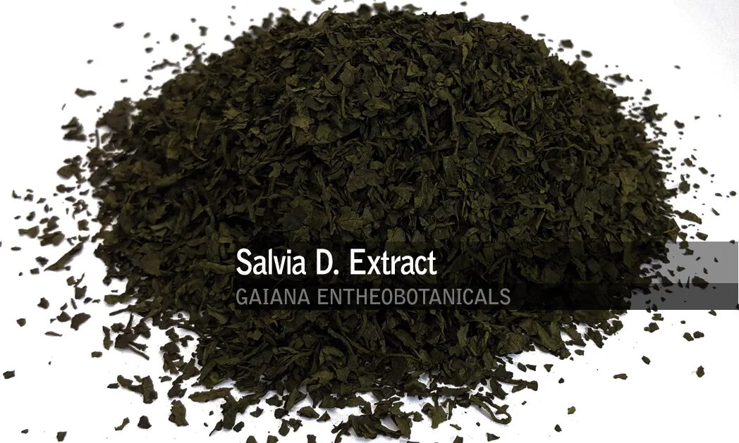 Salvia extract. Сальвия дивинорум. шалфей (сальвия дивинорум). шалфей предсказателей /salvia divinorum семена. экстракт сальвии дивинорум.
