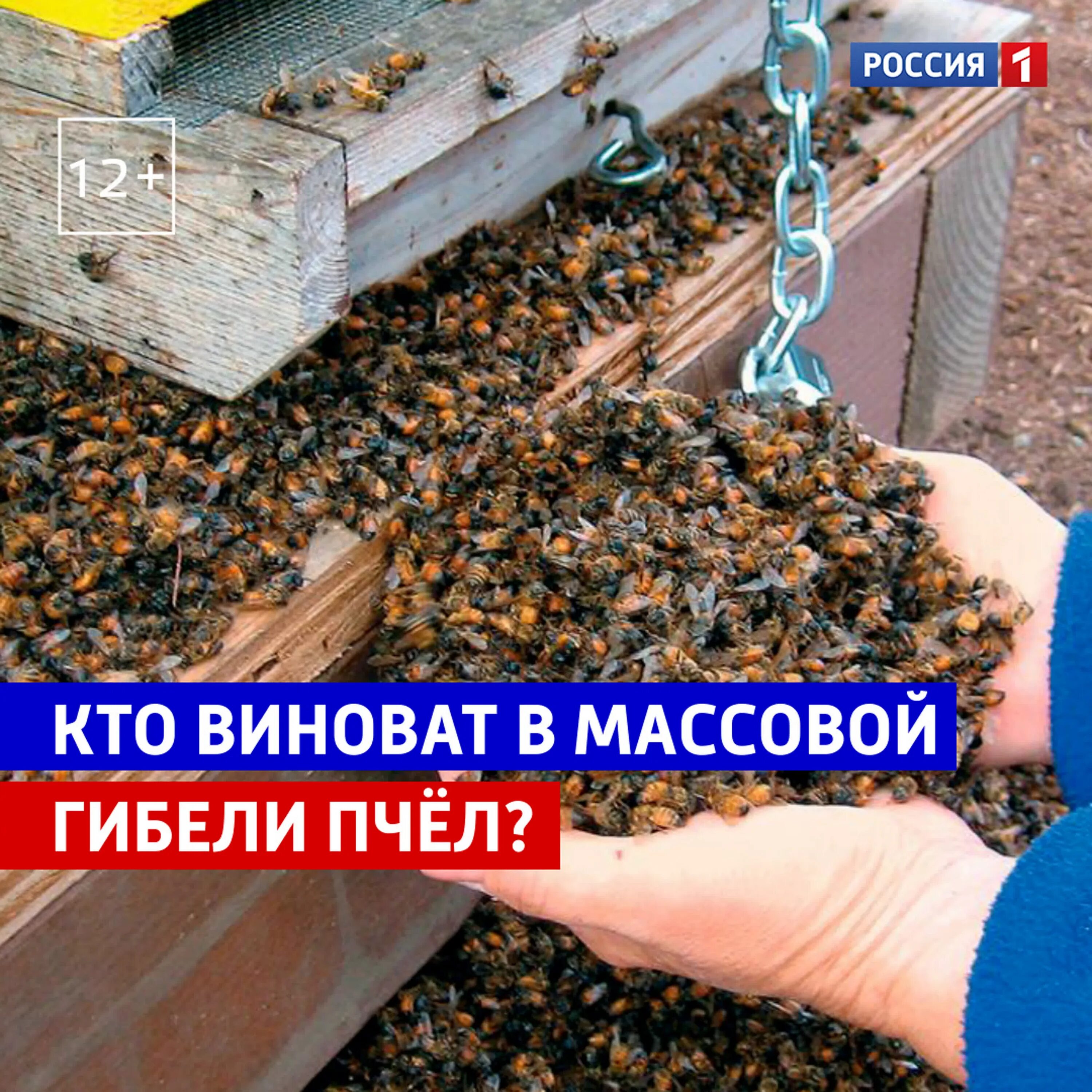 Фото недопущение гибели пчел. Гибель пчел 2024. Перевозка пчел. Насекомые северной осетии. Гибель пчел 2024.