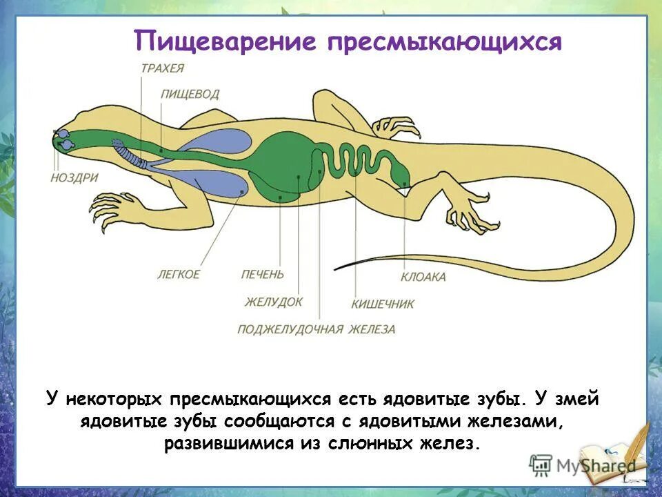 Какой отдел скелета есть у пресмыкающихся