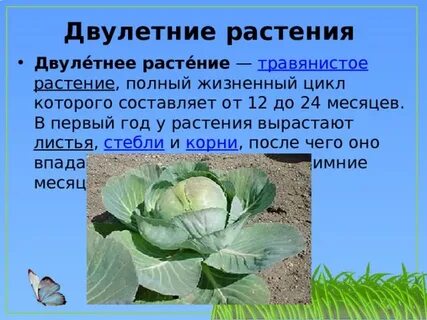 Какую роль играют корнеплоды в жизни двулетних