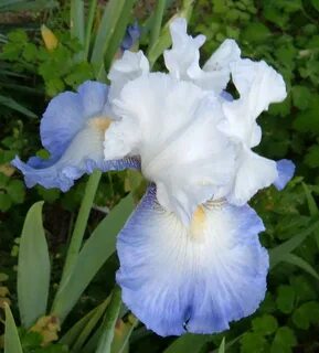 Iris me