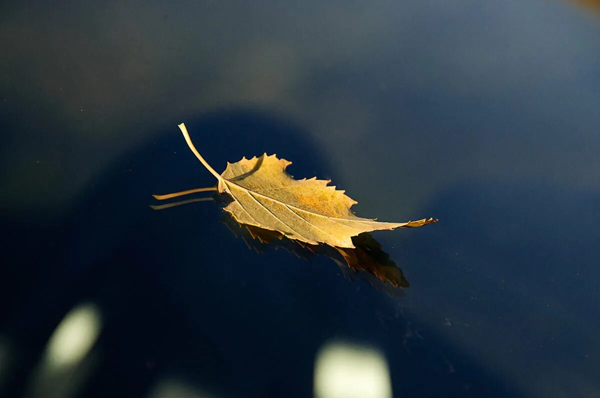 берёза листья. одинокий листочек. одинокий листочек. одинокий листик. одинокий листочек.