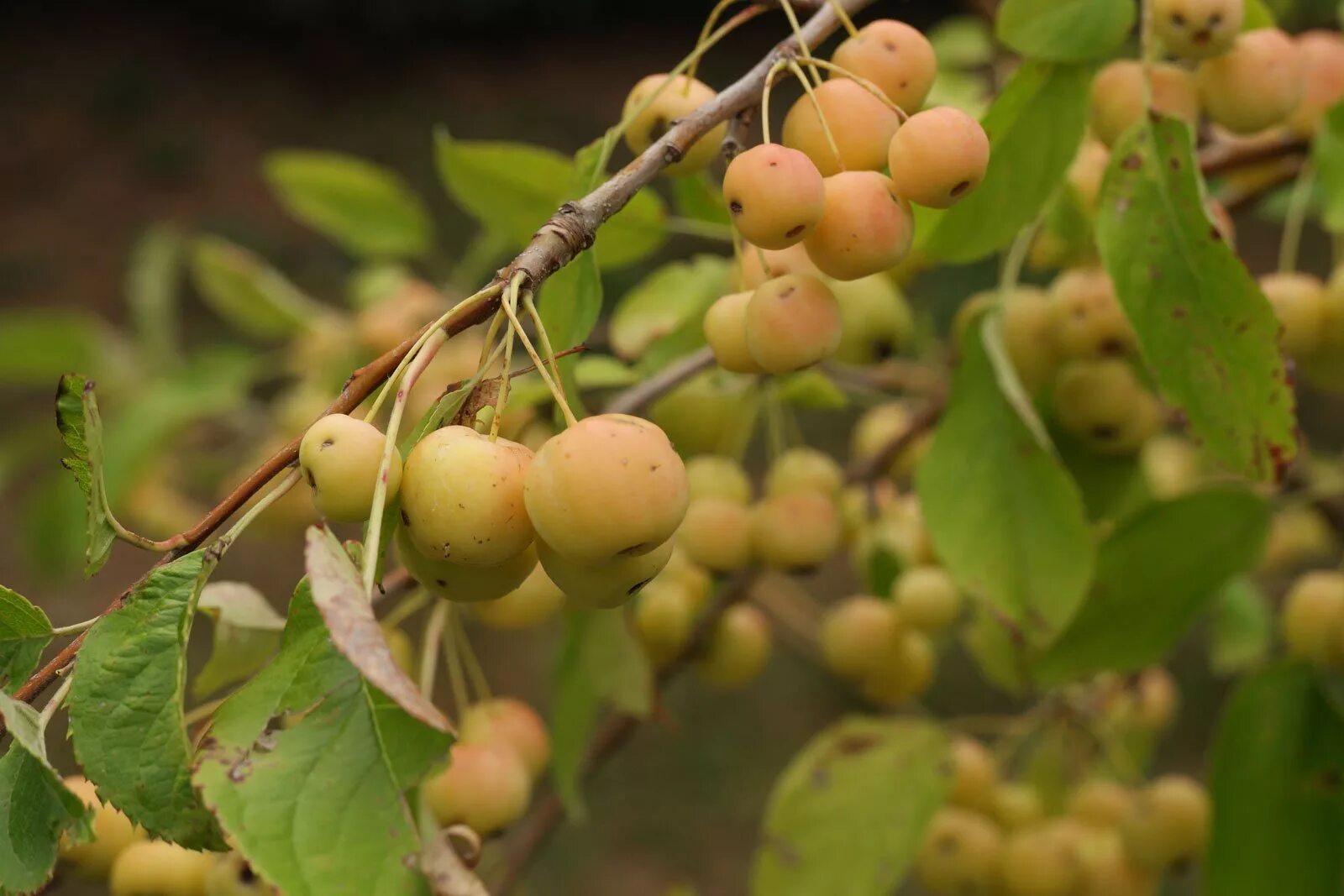 Malus floribunda. Малус флорибунда. Яблоня обильноцветущая. Malus yunnanensis. Яблоня флорибунда