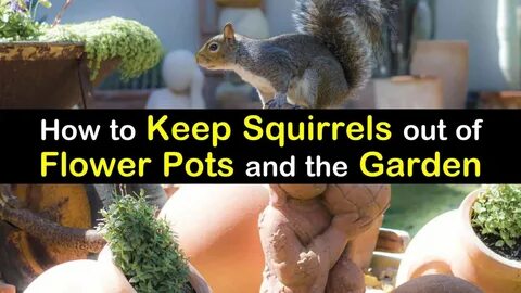 Squirreled away