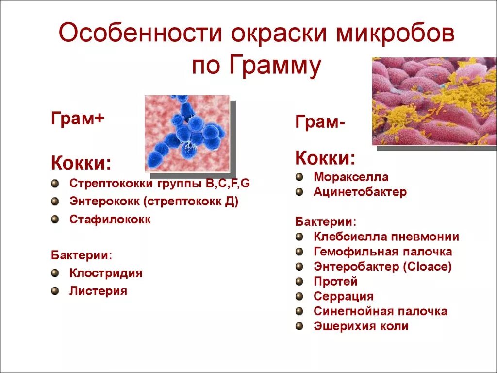 Грамм плюс грамм минус. Грамм отрицательные кокки. Классификация бактерий по отношению к окраске по Граму. Классификация грамотрицательных кокков. Классификация микроорганизмов по грамму.