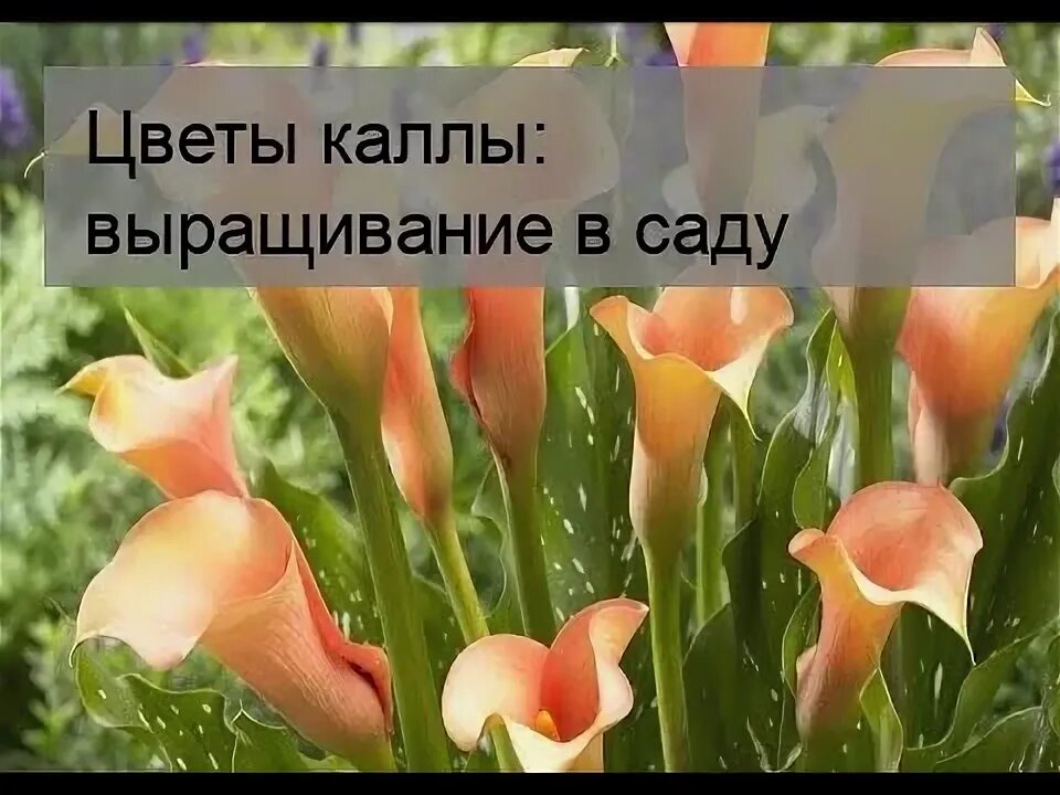 Каллы садовые клубневые. Калла Пако в саду. Калла цветок клубневая. Калла клубневая посадка. Выращивание цветов каллы в саду