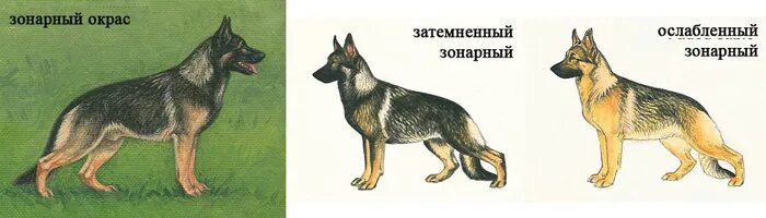 Какого цвета бывают овчарки