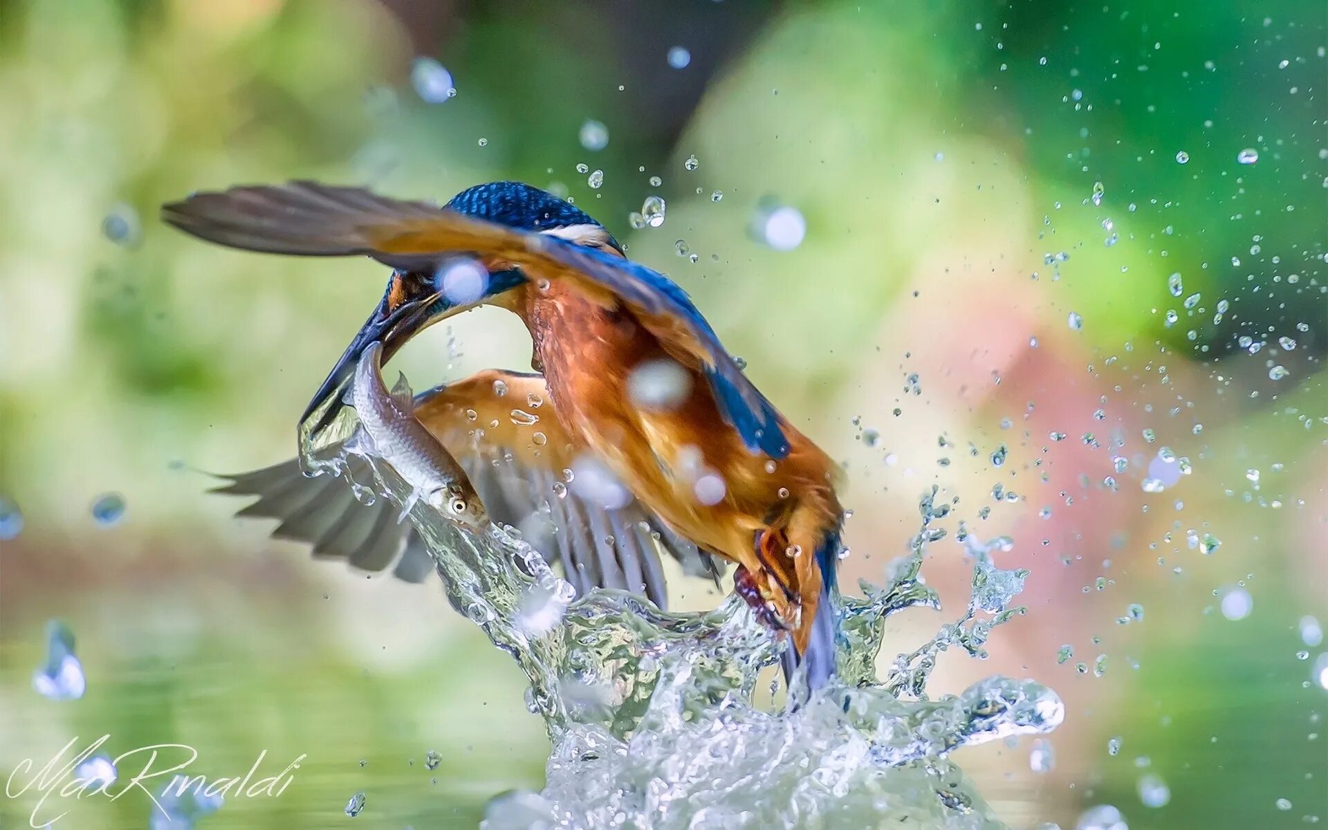 Птичка на воде. Красивые рыбы птицы. Птица яркая на воде.