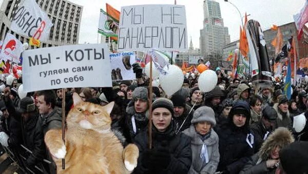 Це ж. Котик митинг. Забастовка котов. Котики демонстрация. Пикет котов.