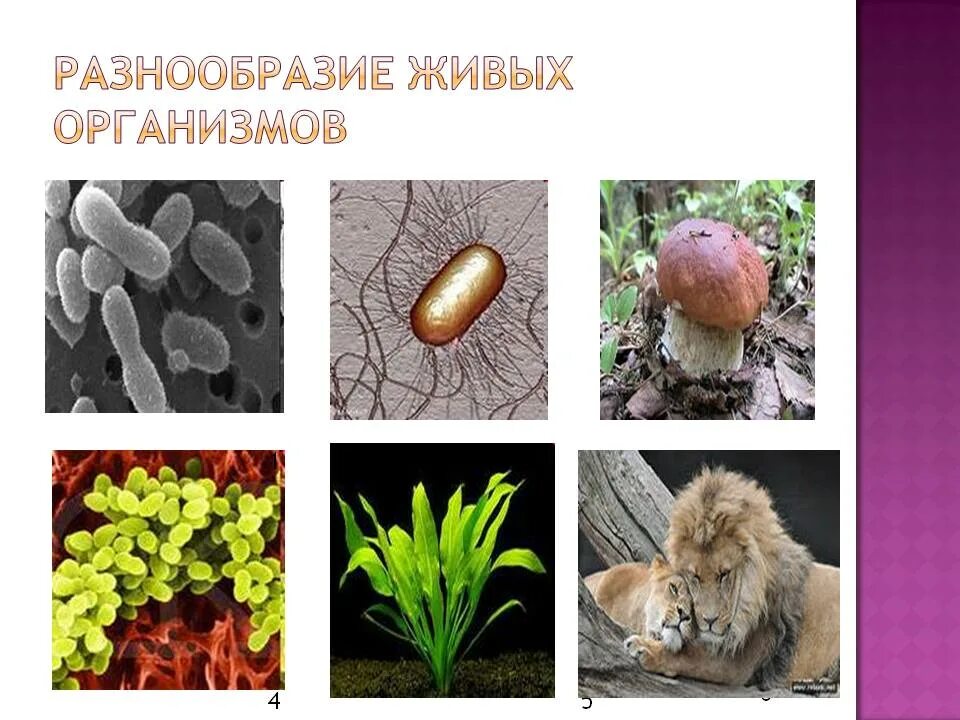 Разнообразие живых организмов. Биология многообразие живых организмов. Разнообразные живые организмы. Разнообразие живых организмов биология.