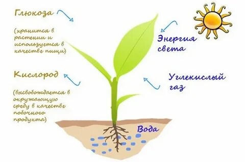 Растения выделяют энергию
