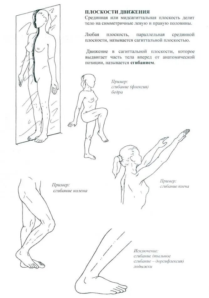 Какие движения происходят. Движения в горизонтальной плоскости. Плоскости движения тела. Движения в сагиттальной плоскости. Движения туловища анатомия.