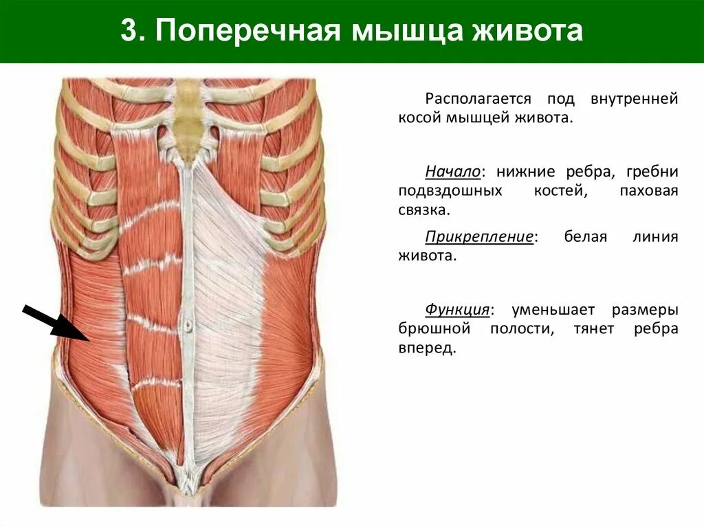 Прямые мышцы живота у мужчин. Поперечная мышца. Косые мышцы живота анатомия. Поперечная мышца живота функции. Поперечная мышца живота фото.