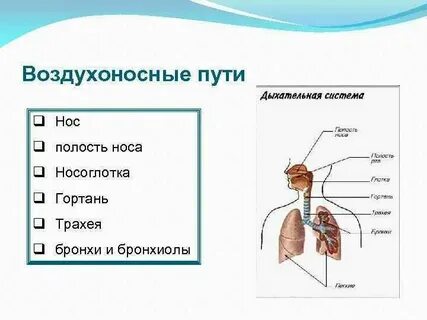 Правильная последовательность прохождения порции кислорода