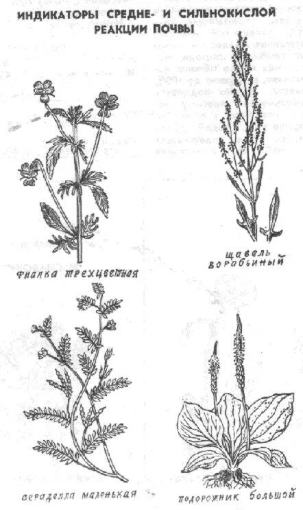 Какие сорняки растут на кислых почвах. Сорняки на кислой почве. Растения показатели кислой почвы. Растения индикаторы кислотности почвы. Трава которая растет на кислой почве.