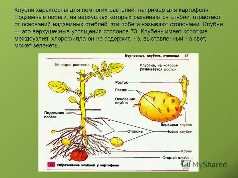 Клубень столон. Клубень и столоны картофеля. Подземные клубни картофеля. Строение клубня картофеля. Клубень картофеля и ус садовой земляники