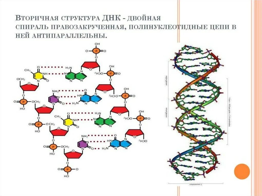 Типы структуры днк. Фрагмент молекулы днк вторичной структуры. днк вторичная структура схема строения. вторичная структура днк спираль комплементарность. строение днк антипараллельность.