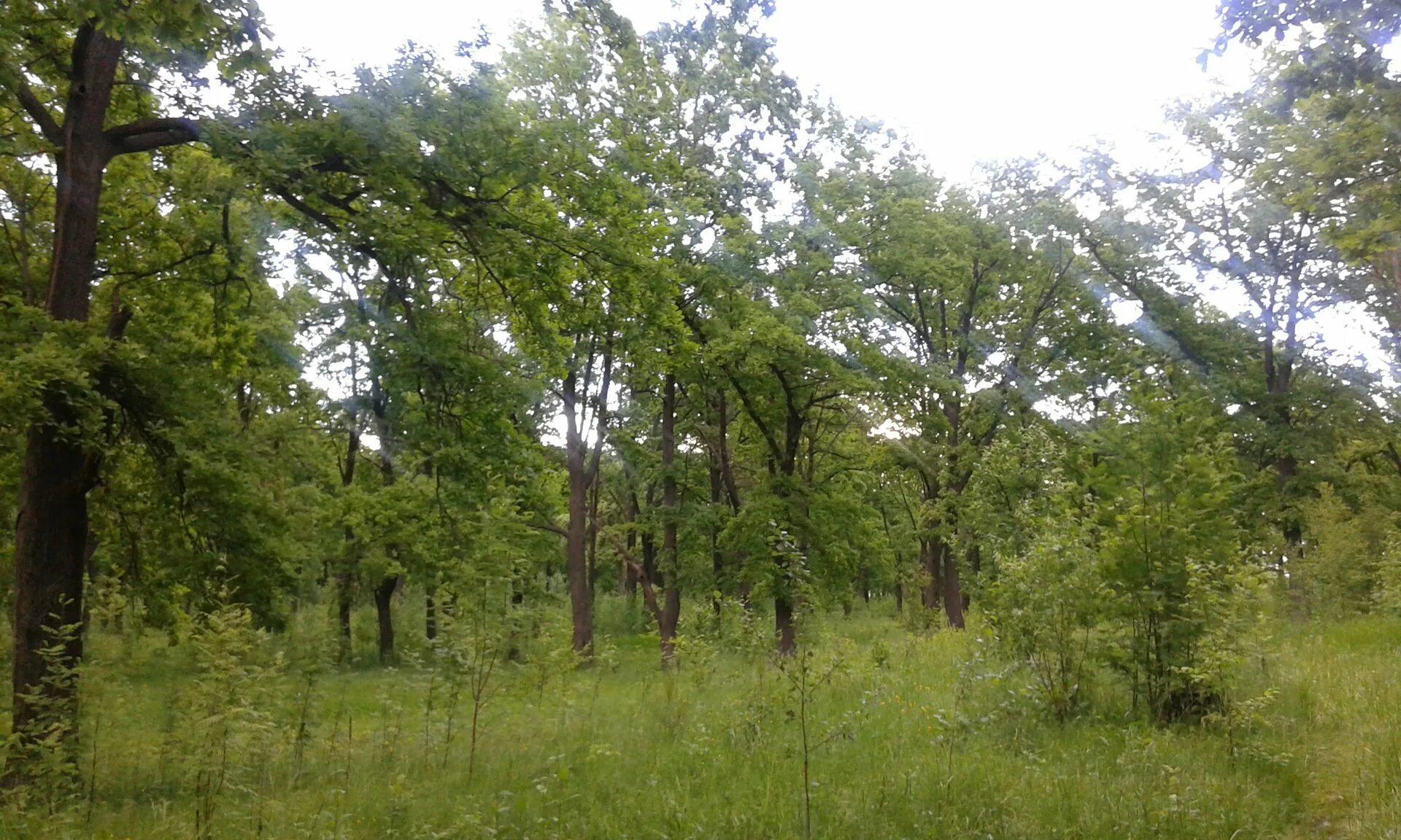 тарталей бутурлинский район. теллермановский лес воронежской области. пруд частая дубрава липецк. село дубрава. частая дубрава липецк.