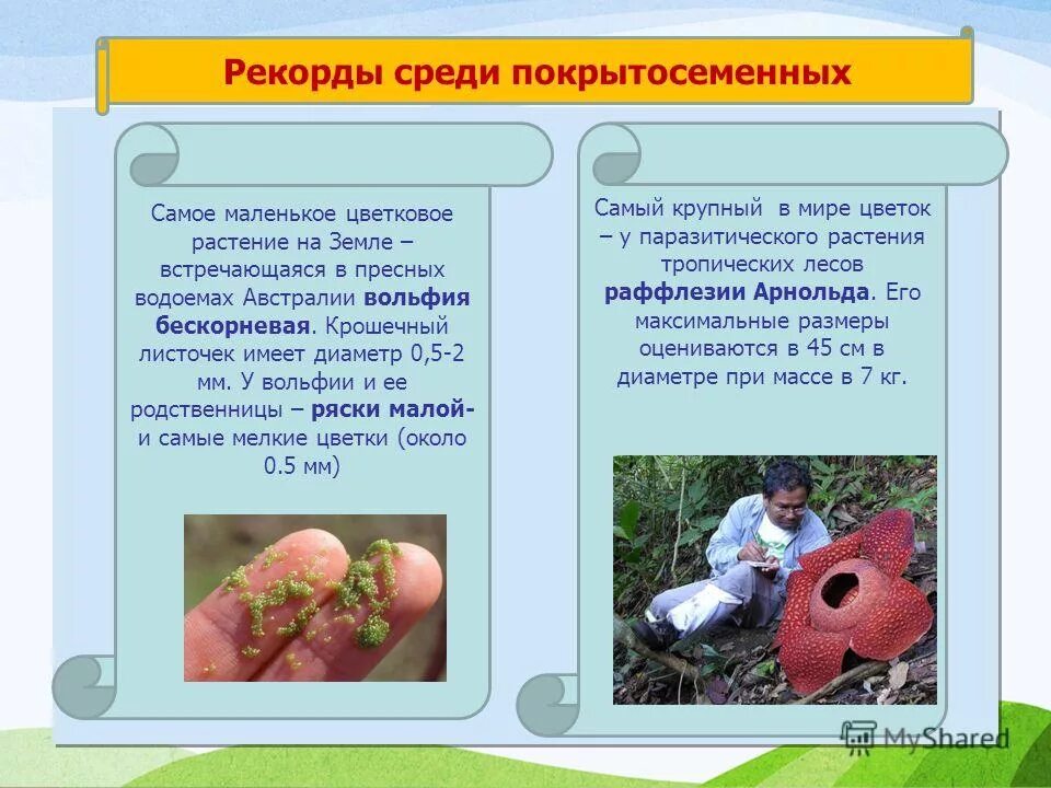 Проект по теме покрытосеменные растения