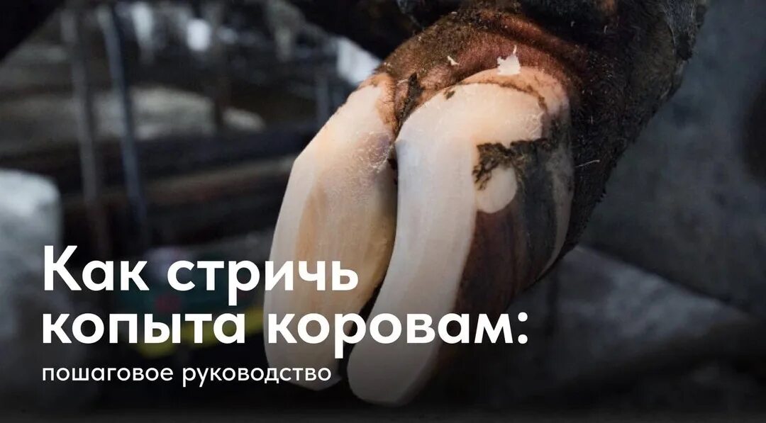 Рога копыта и хвост