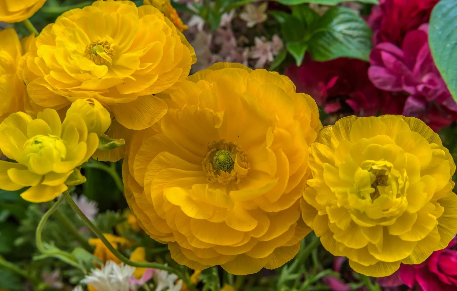 Лютик луговой. Фото лютика. Фото лютика. Лютик полевой. Лютик цветок.