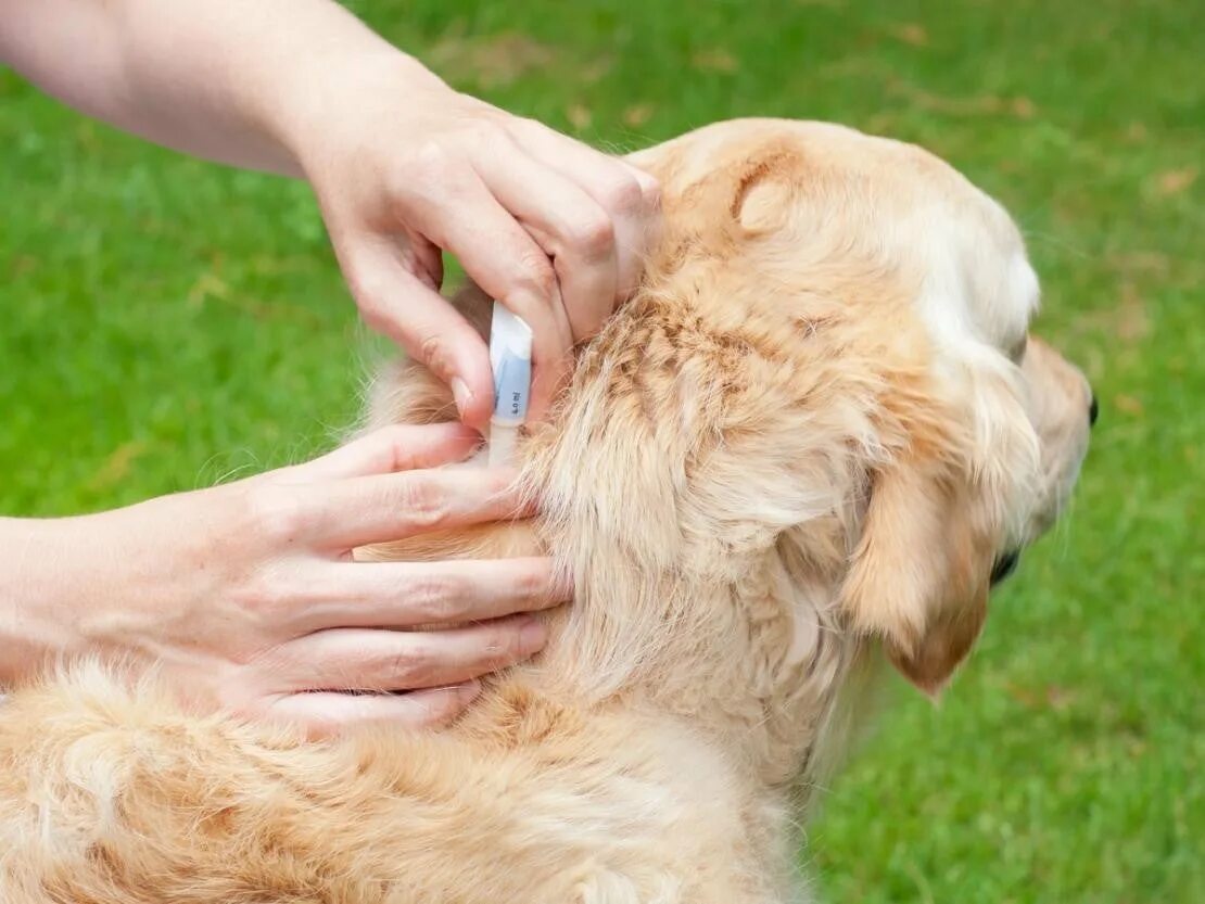 Блохи у кошки