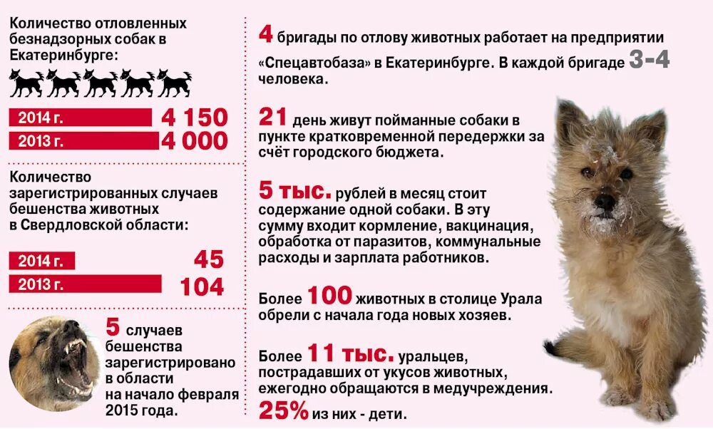 Сколько бездомных животных в России. Количество бездомных животных в России. Бездомные животные статистика. Численность бездомных животных.