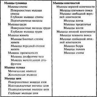 Таблица мышц рук