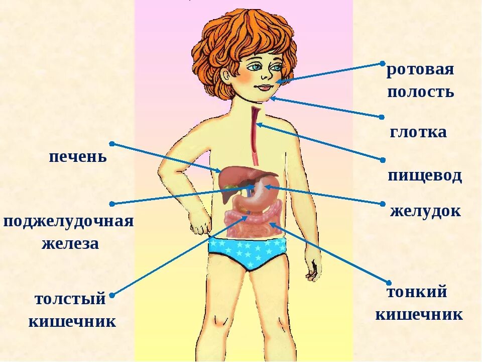 Тело человека органы 4 класс окружающий мир. Схема пищеварительной системы человека 3 класс. Пищеварительная система человека строение для детей. Строение пищеварительной системы человека схема для детей. Пищеварительная система человека для детей 4 класс.