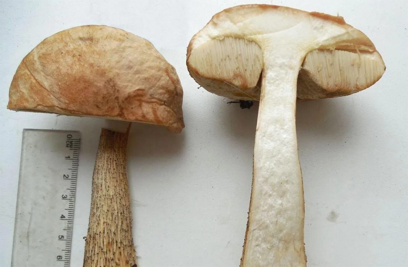 Белый гриб берёзовый Boletus betulicola. Ложный подберезовик горчак. Ложный подберезовик на срезе. Горчак, ложный белый гриб.