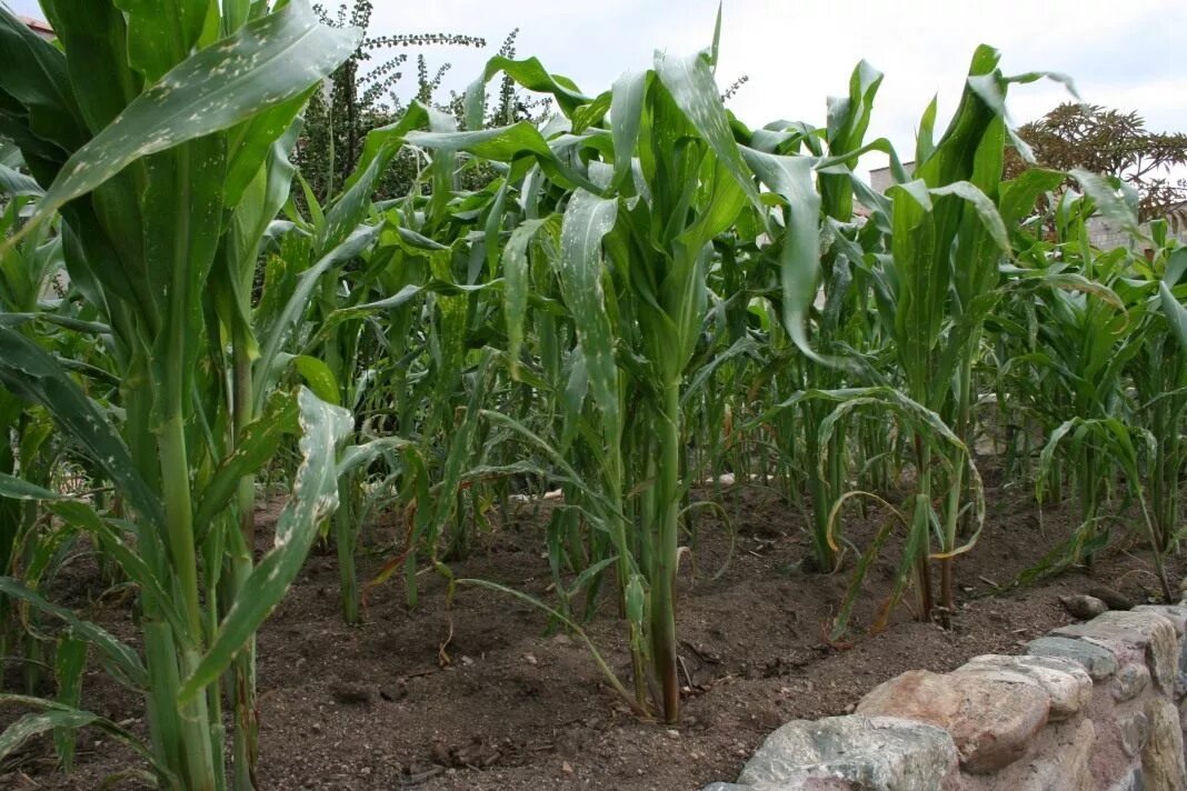 Как посадить кукурузу в огороде. ЧЕРЕЗЗЕРНИЦА кукурузы. Кукуруза кукуруза растет. Кукуруза в огороде. Посадка кукурузы.