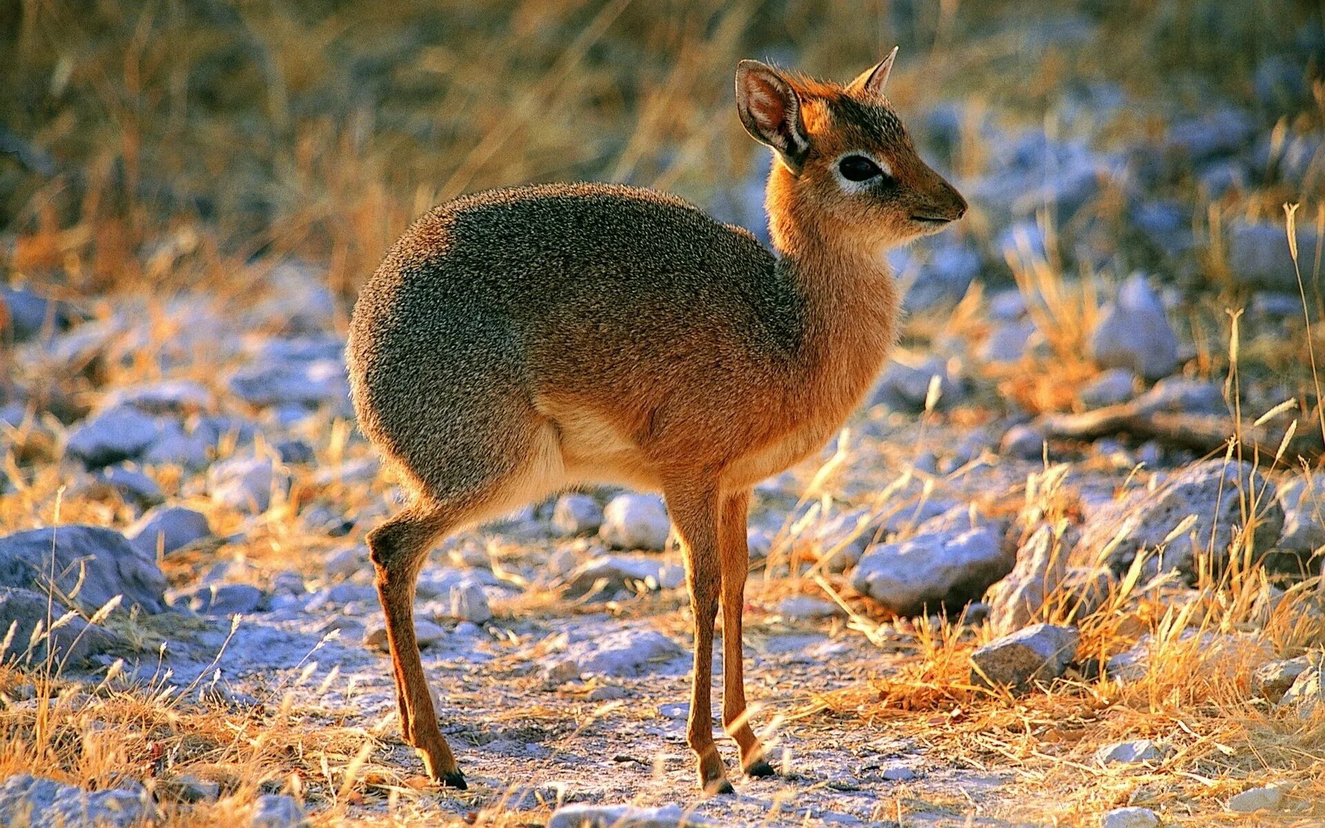 Крупное лесное млекопитающее. Карликовая антилопа (Neotragus pygmaeus). Обыкновенный дикдик.