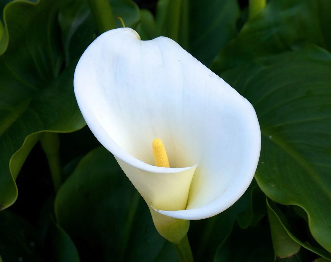 Растение коала. Calla Lily цветок комнатный. Калла белокрыльник комнатная. Каллы и коалы. Калла Вайт Сван.