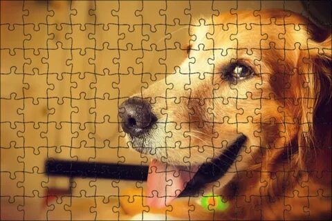 Dog is happy