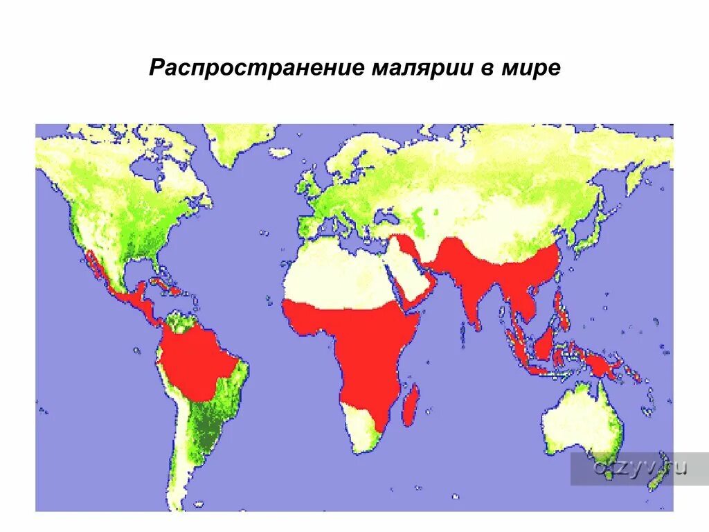 Заболеваемость малярией. Малярия ареал распространения. Малярийный плазмодий ареал. Мировой ареал распространения малярии. Географическое распространение малярийного комара.