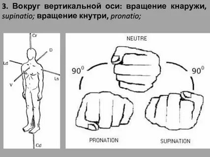 Рука человека оси вращения
