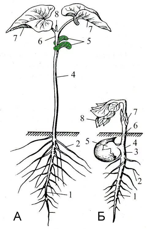 Эпикотиль и гипокотиль. Корневой проросток тыквы. Горох корневая. Строение проростка гороха. Фасоль корневая