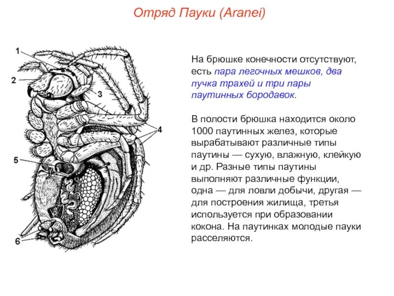 Паутинные бородавки у паукообразных. Класс паукообразные нервная система. Строение паука паутинные железы. Схема паука паутинные железы. Усики у паукообразных.