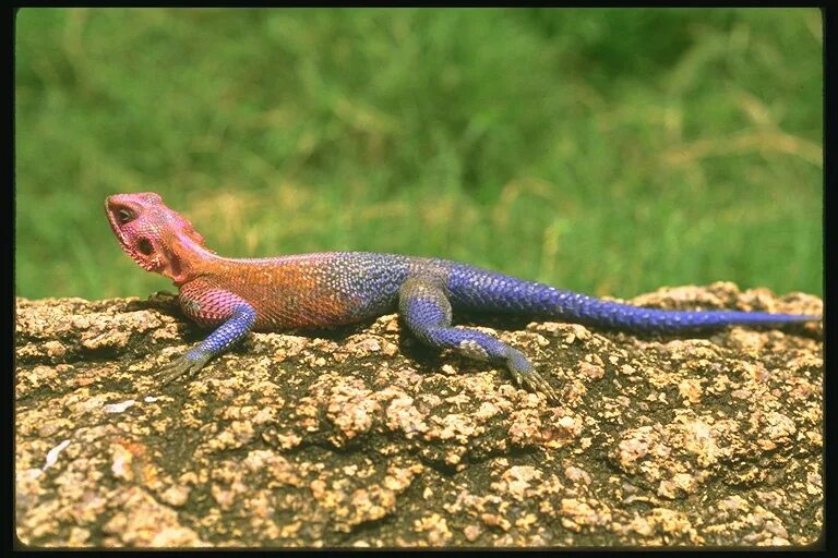 Обыкновенная игуана ящерицы. Василиск ящерица. Ящерица подмосковная. Австралийский синеязыкий сцинк. Пятнистая агама.