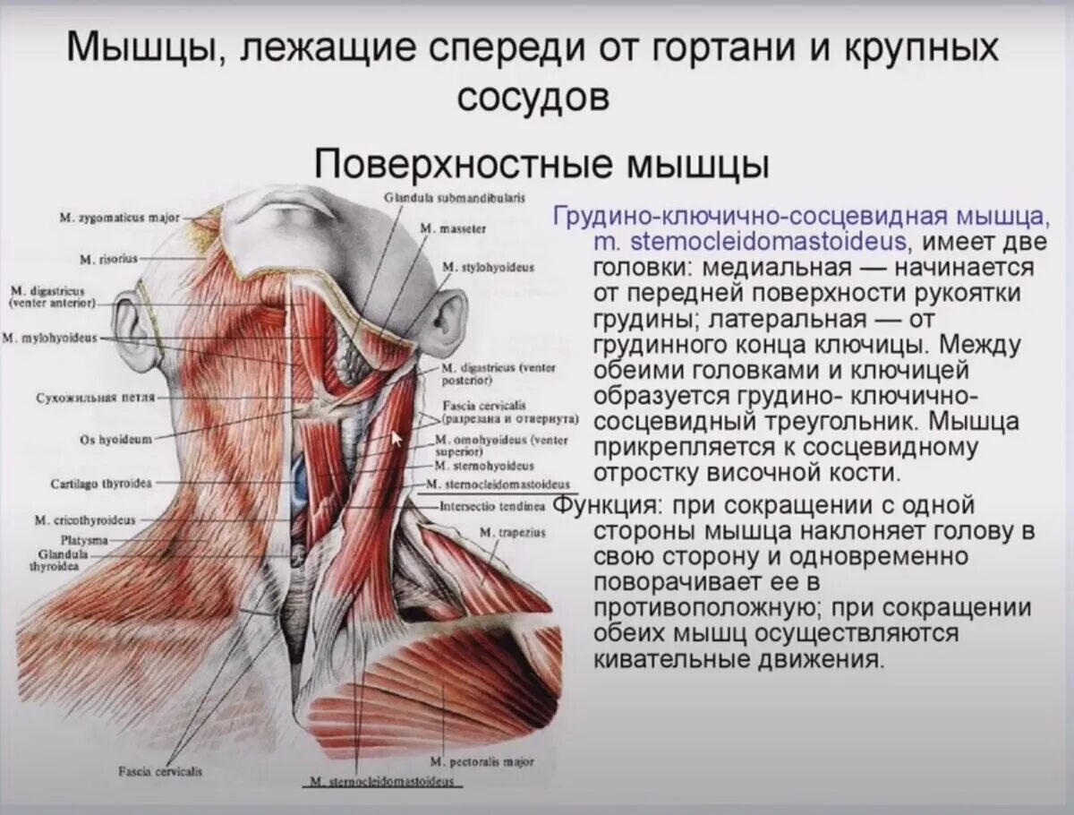 Мышцы шеи анатомия человека спереди. Мышцы шеи топографическая анатомия. Строение снизу шея. Атрофия латынь