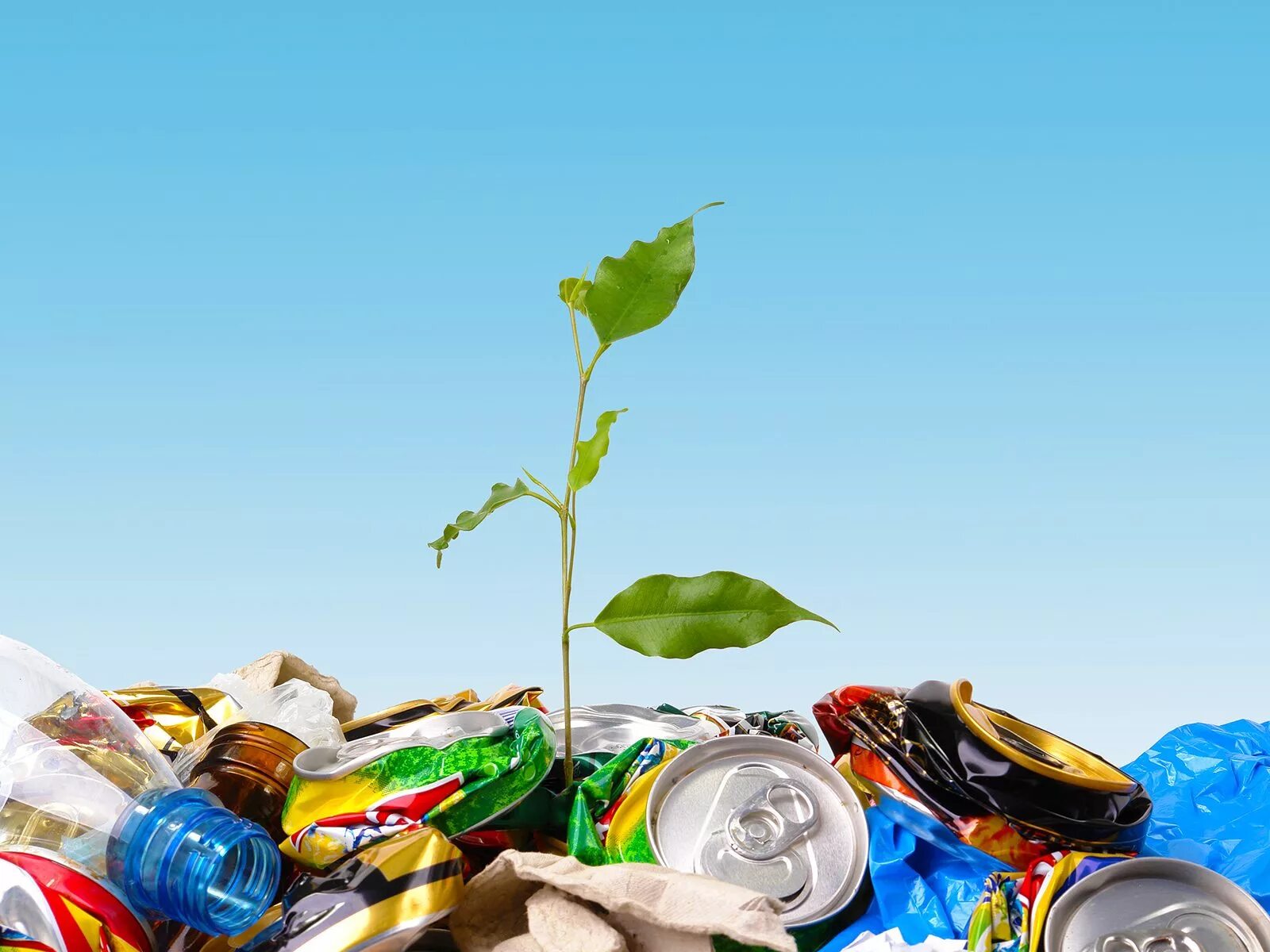 Твердые отходы экология. Бытовые отходы. Утилизация бытовых отходов.