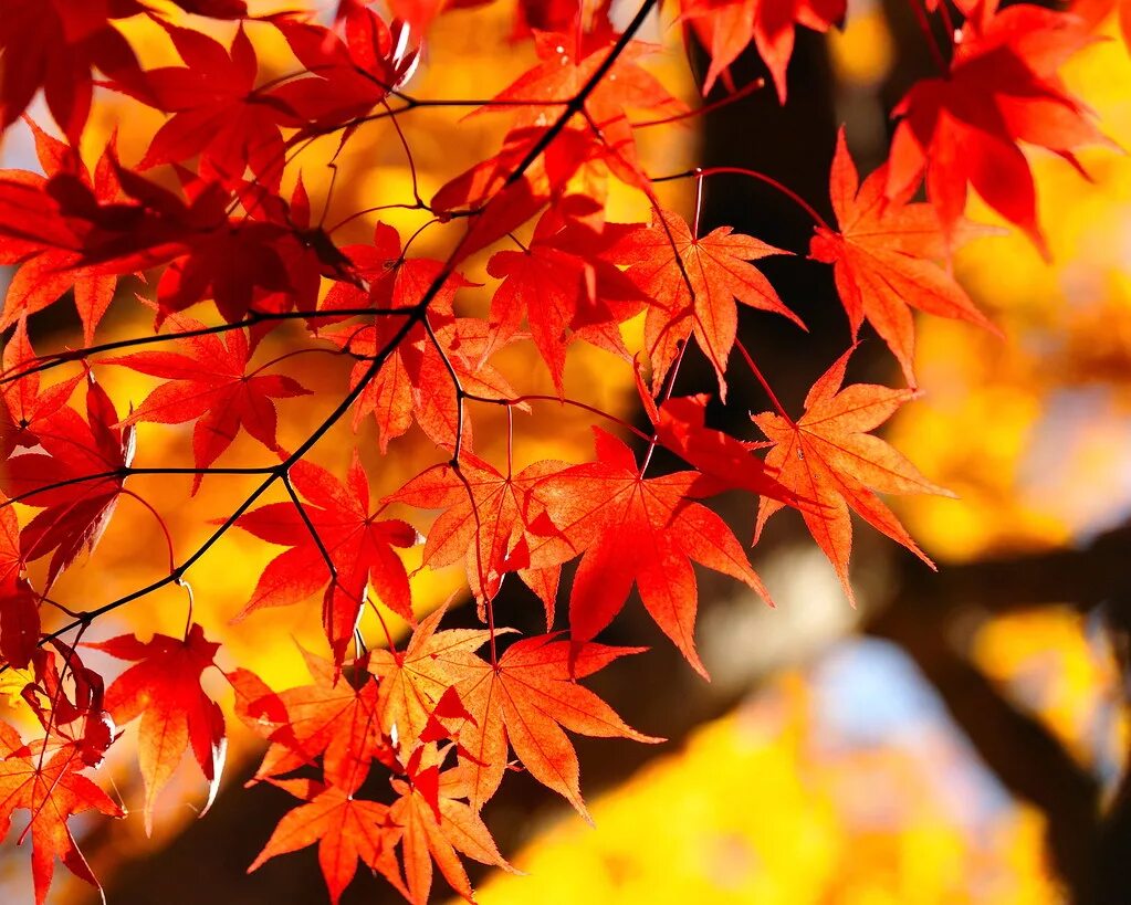 Новые красивые осенние картинки. Заставка на телефон осень. Осень вертикальные. Осенние заставки на телефон красивые. Вертикальная осенняя.