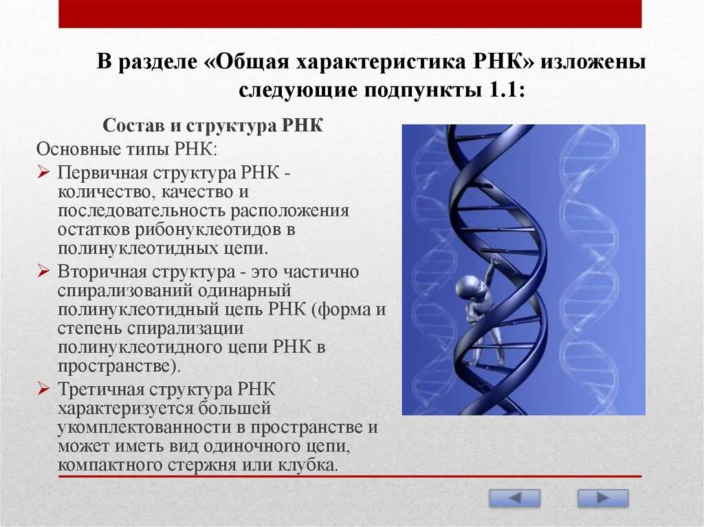 Общая характеристика РНК. Третичная структура РНК. Характеристика РНК. Охарактеризуйте РНК. Биологические свойства рнк