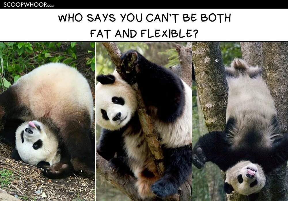 Большие панды. Панда бамбуковый медведь. Панда и человек. Панда жует бамбук. Панда среди бамбука.