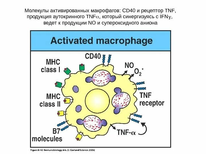 Рецепторы фагоцитов иммунология. Маркер макрофагов cd4. CD 40 иммунология. Иммунология синдрома активации макрофагов. Макрофаги количество