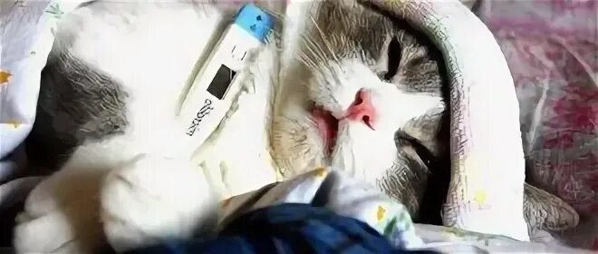 Грипп котов. Может ли кошка заразиться от человека простудой. Может ли человек заразиться от кошки кошачьим гриппом.